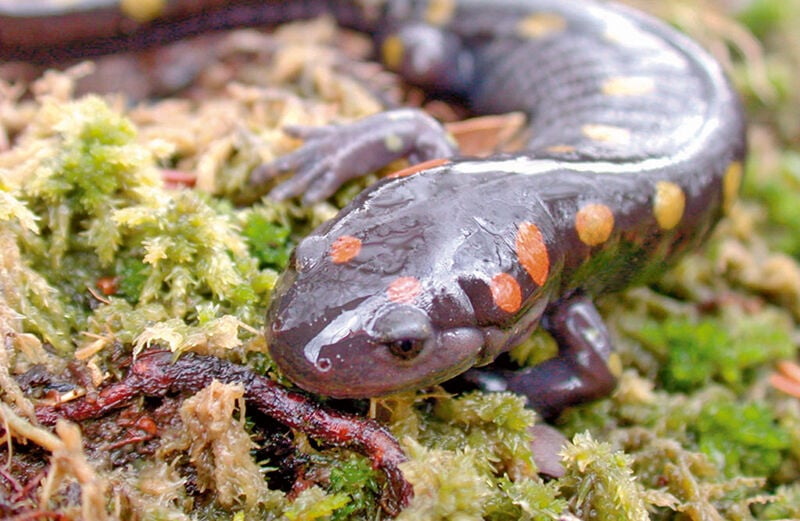 Spotted salamander